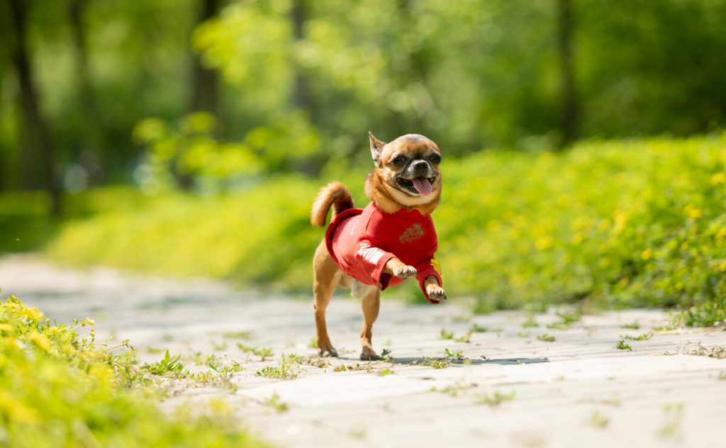 what-health-problems-are-chihuahuas-prone-to-spire-pet