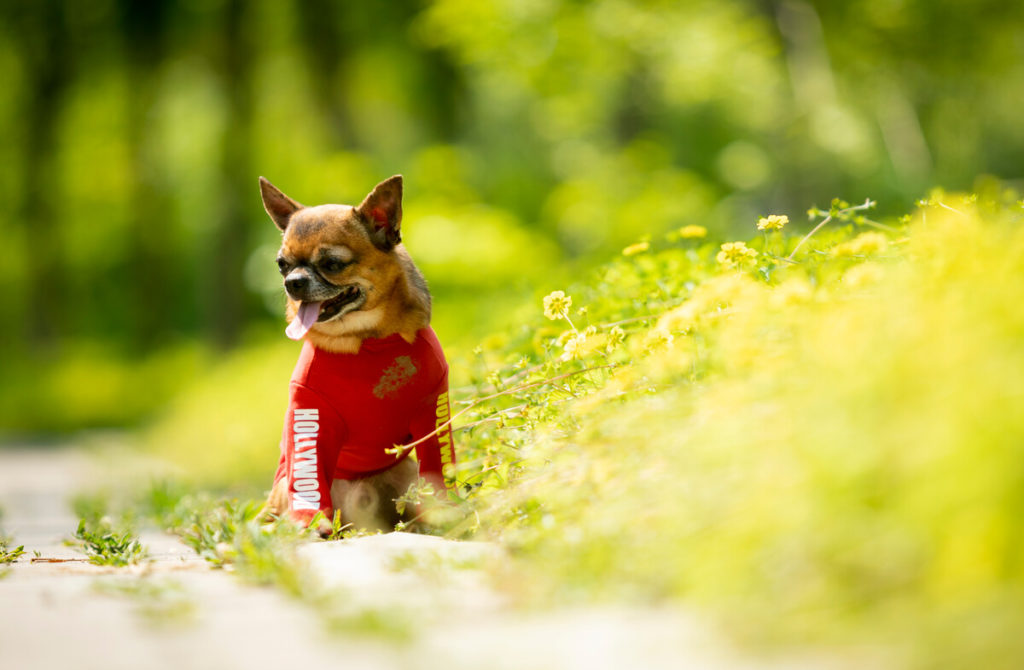 what-health-problems-are-chihuahuas-prone-to-spire-pet