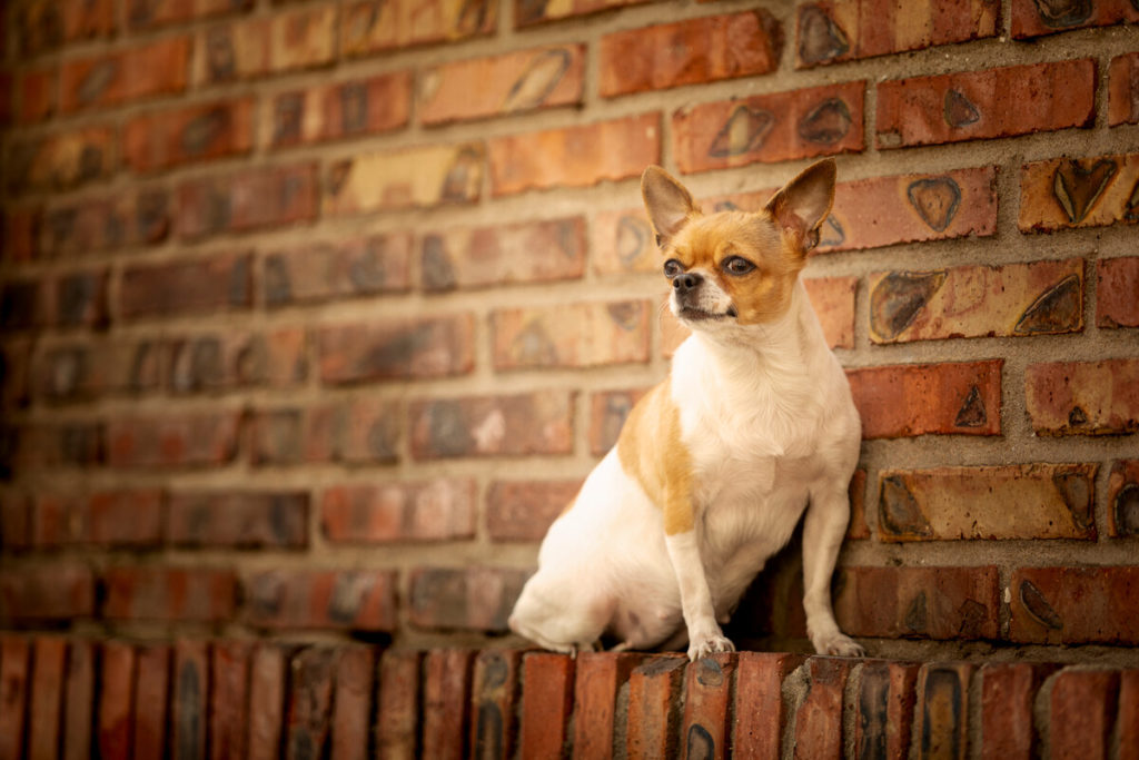 How do I know if I’m buying a healthy Chihuahua?