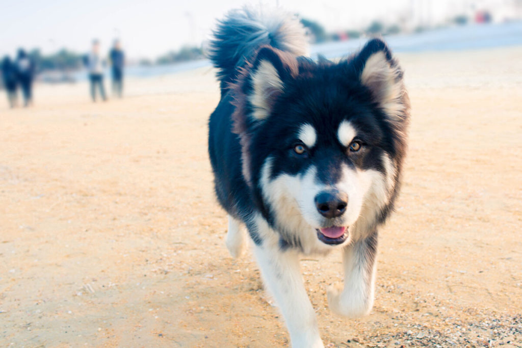 What should you look for in a suitable Siberian Husky dog crate?