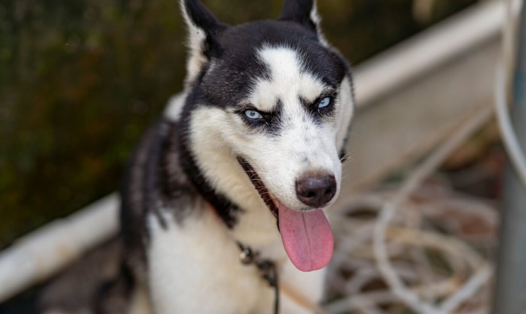 They can help you to obedience train your Siberian Husky