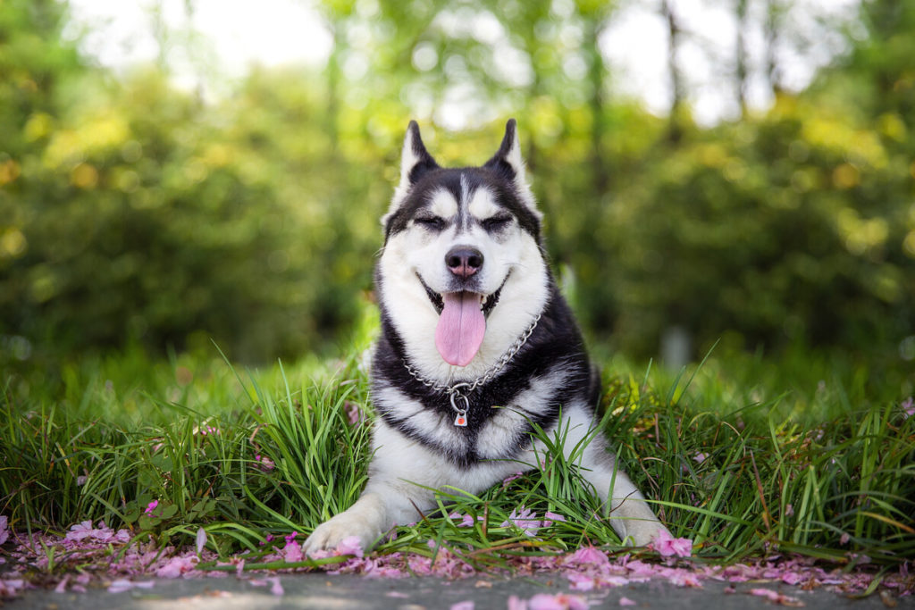 Why should you use a dog crate with your Siberian Husky?