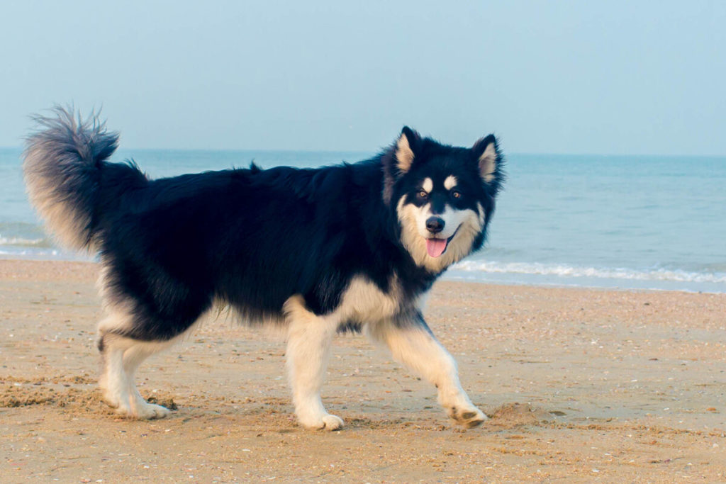 Why should you use a harness with your Husky?