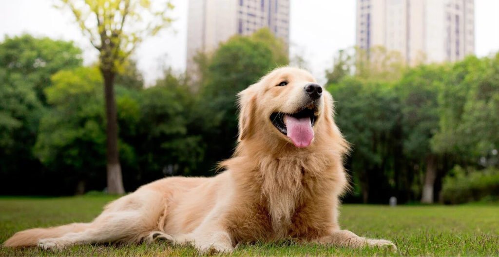 Differences in growth between black and chocolate Goldens