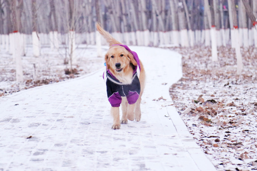 When is a Golden fully grown?