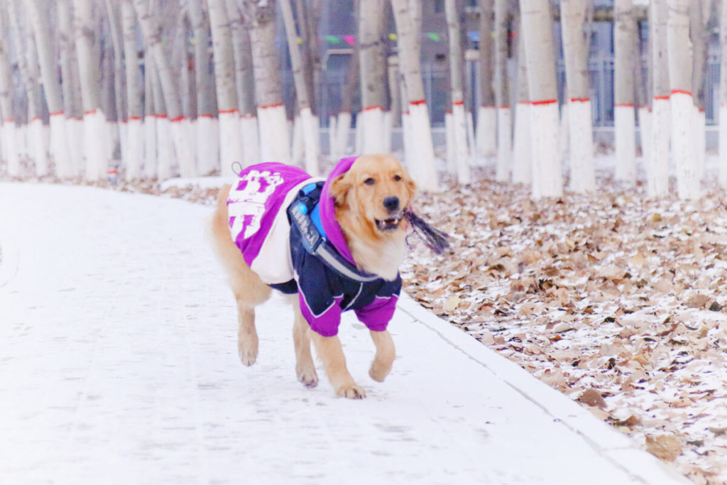 When Do Golden Retriever Stop Growing?