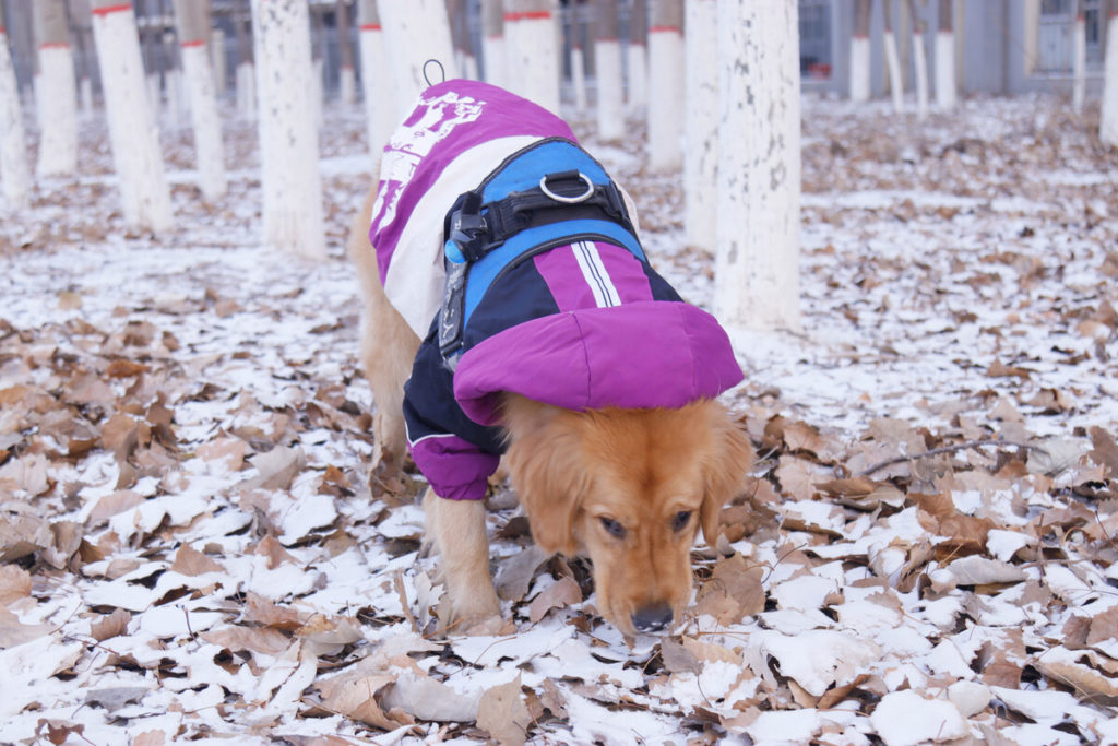 When do Goldens stop growing?