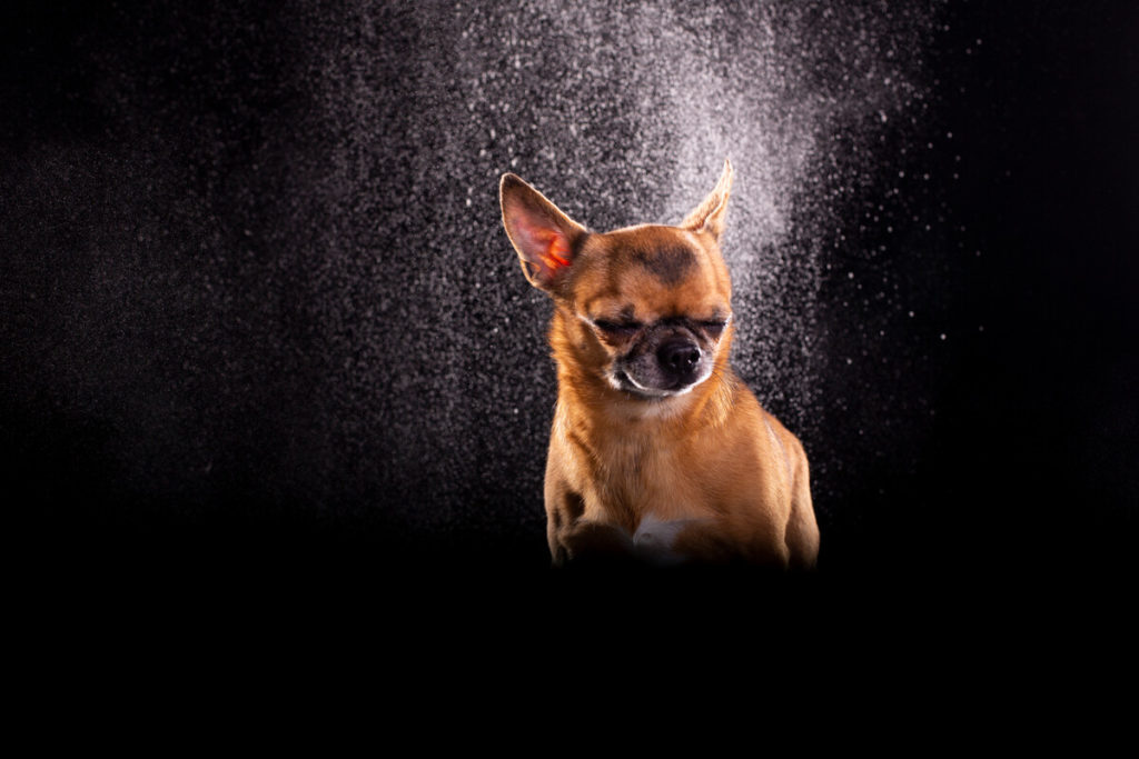 How do I stop my Chihuahua barking?