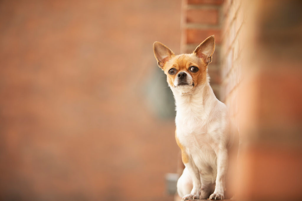 Should I shout at my Chihuahua when he barks?