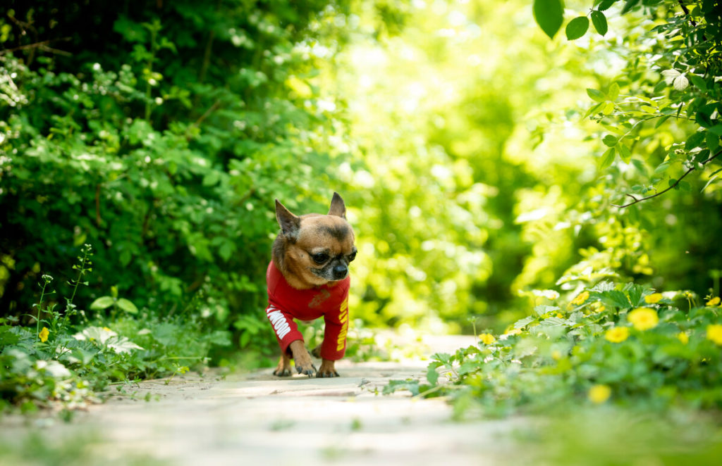 How do you teach a Chihuahua to bark to go outside?