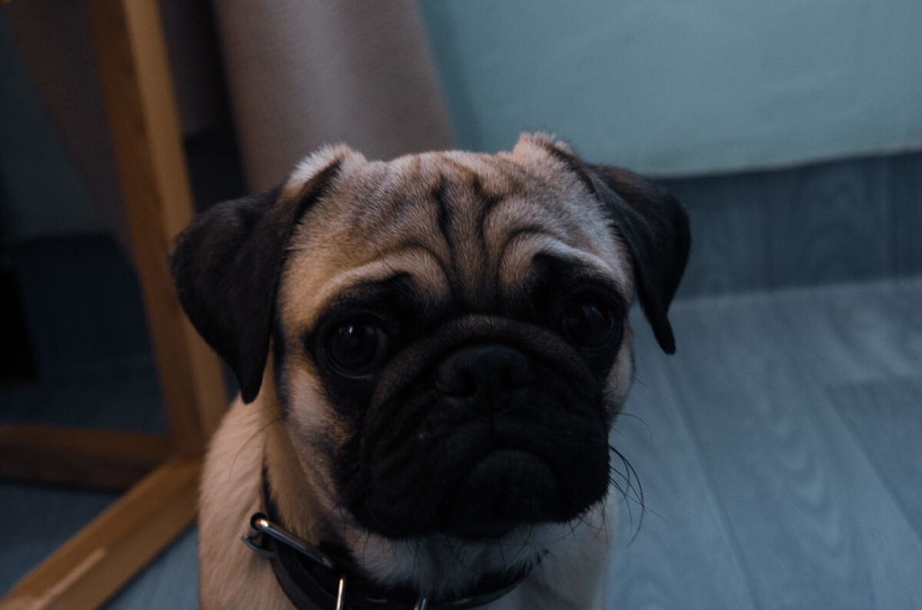 Why does my Pug have runny poop? Is it maybe a food intolerance?