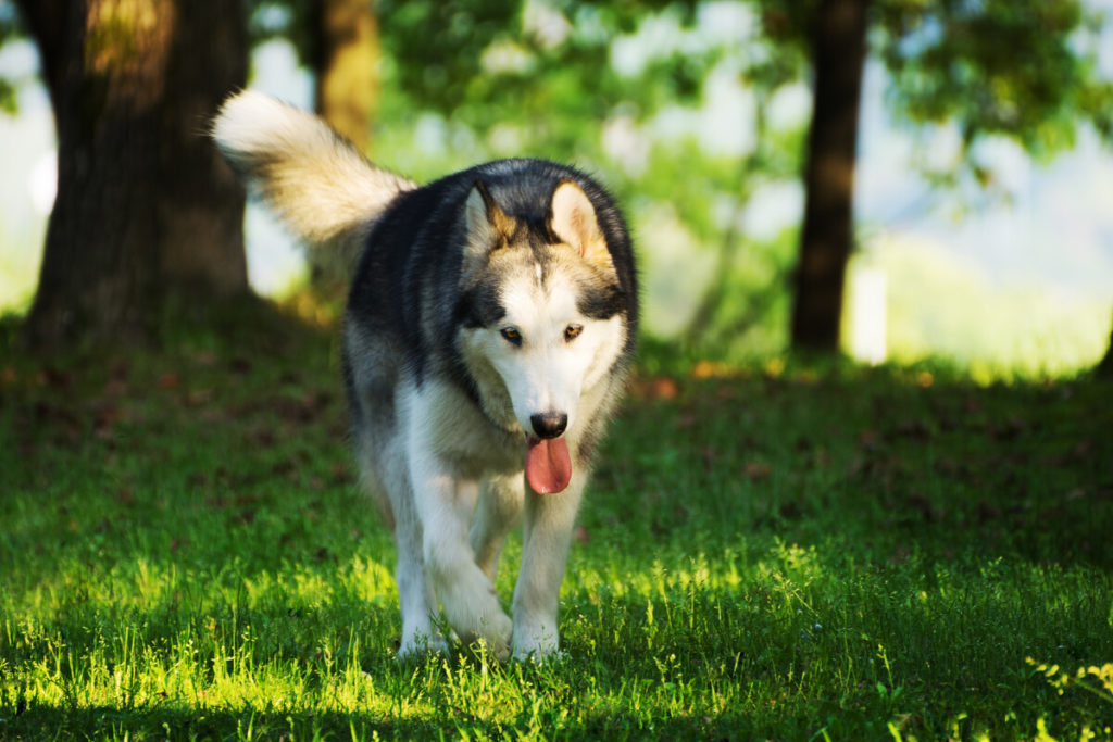 Why Is My Alaskan Malamute Eating Grass? - SPIRE PET