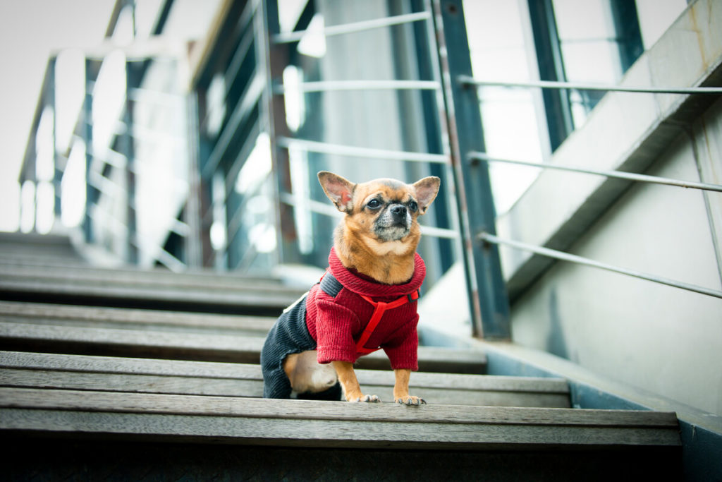 Help your Chihuahua relax when on his own