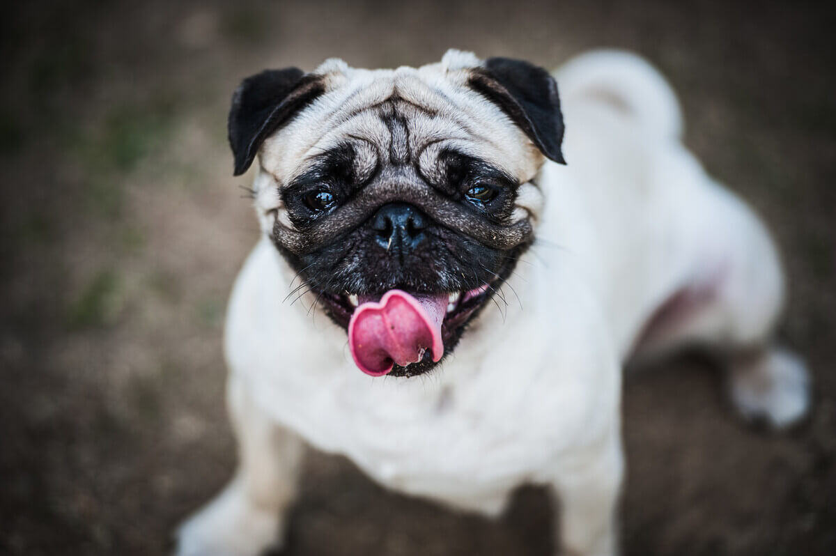 pugs favorite toys