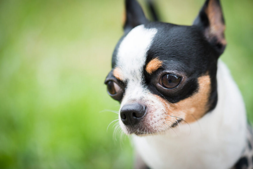 5 Key Components of a Harness for a Chihuahua