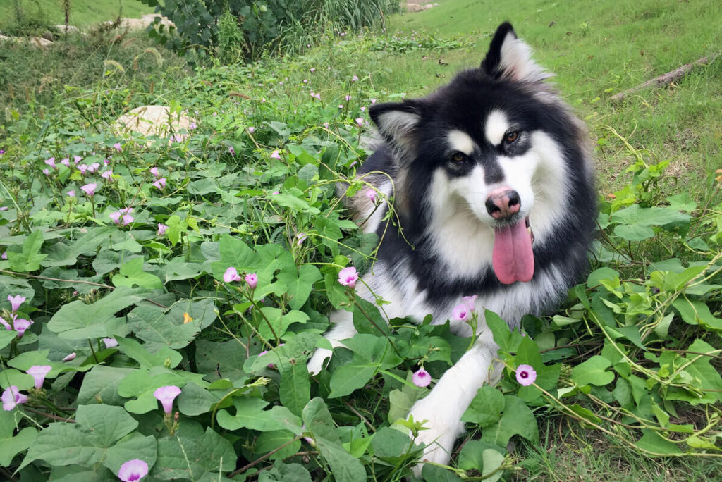 5 Tips on Bathing Your Malamute