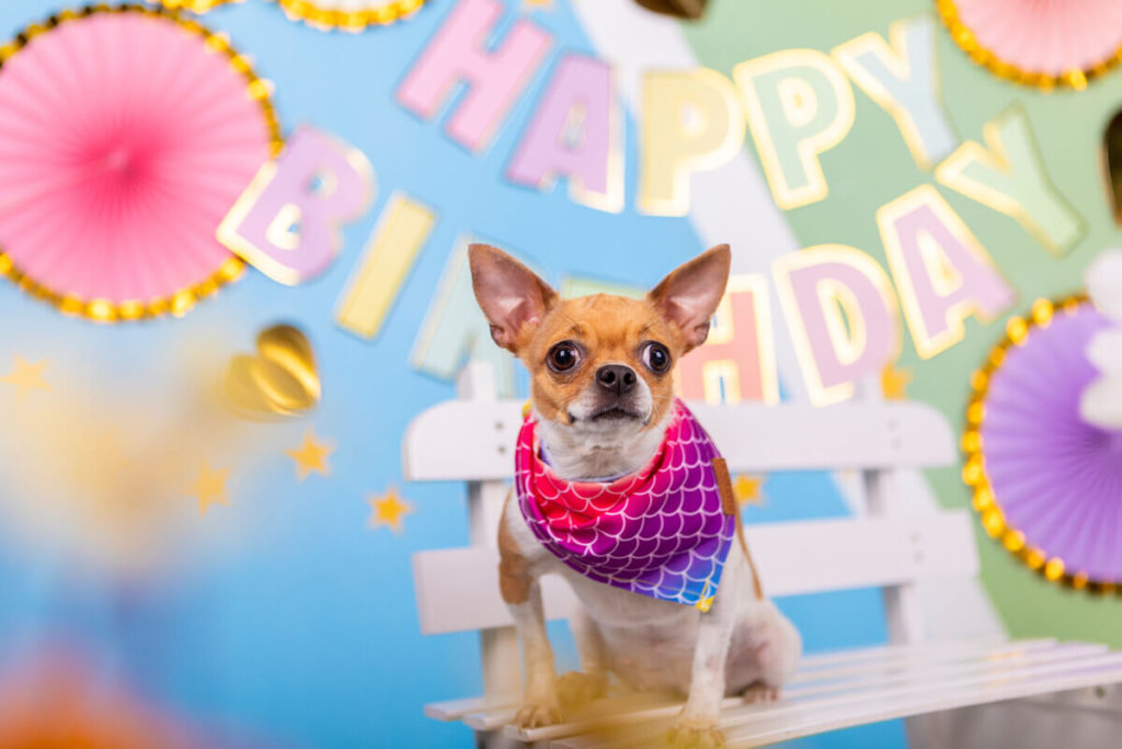 6 Special Dietary and Nutritional Considerations of Chihuahuas