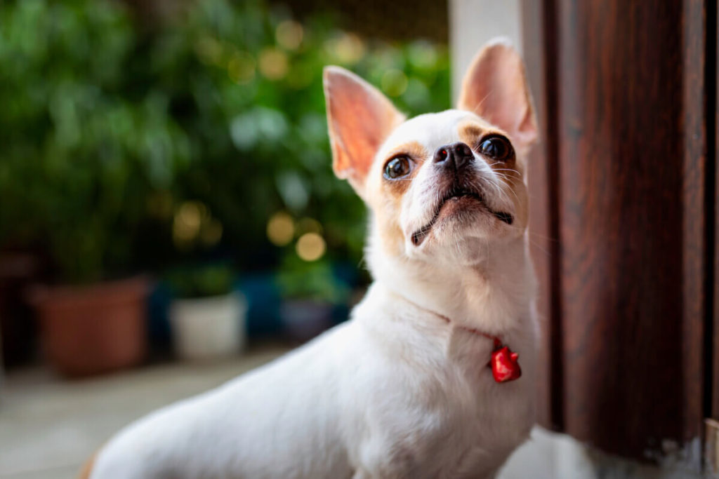 Features to consider in the best Chihuahua Bed