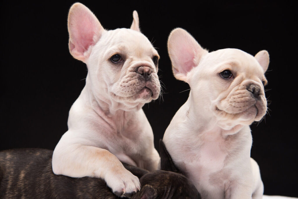 How Can I Prevent My French Bulldog from Shedding So Much?