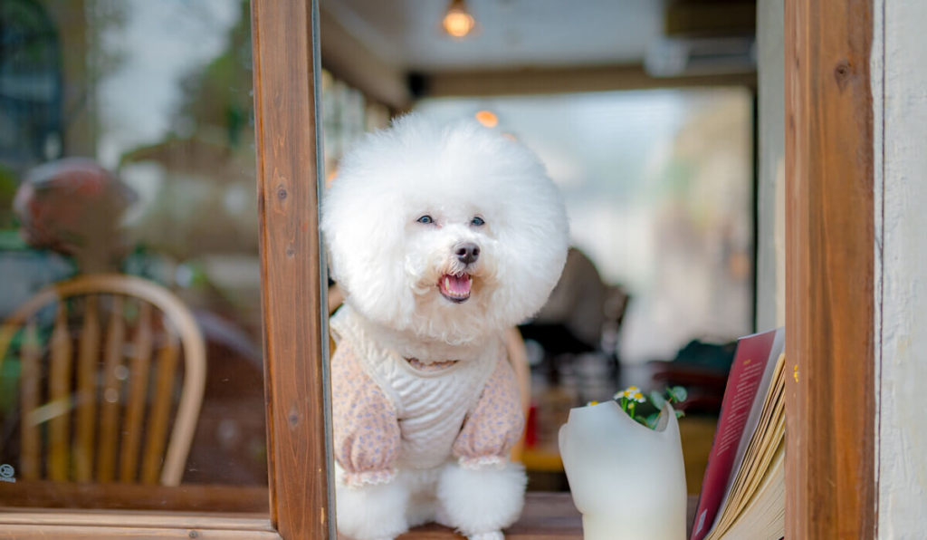 How a bowl affects your Bichon Frise