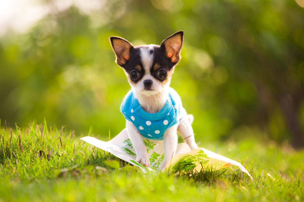 How do I choose the best backpack or carrier for my Chihuahua?