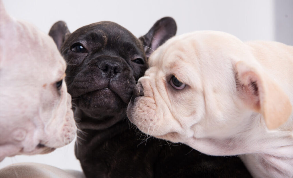 How to Choose the Best Brush for French Bulldogs