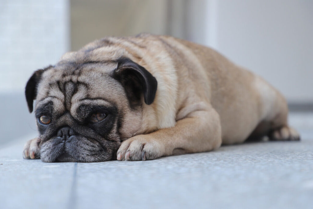 Pugs Can’t Regulate Their Body Temperature Well So You Have To Regulate It For Them