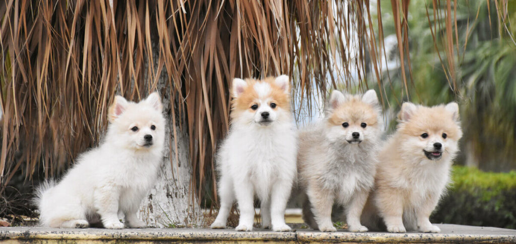 Special Dietary Considerations For Pomeranian