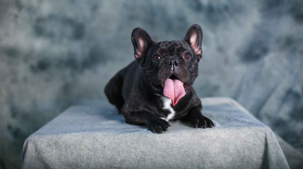 Step-By-Step Guide to Brush a French Bulldog