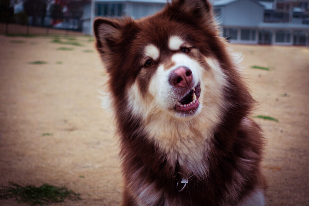 The Best Dog Food For Malamutes