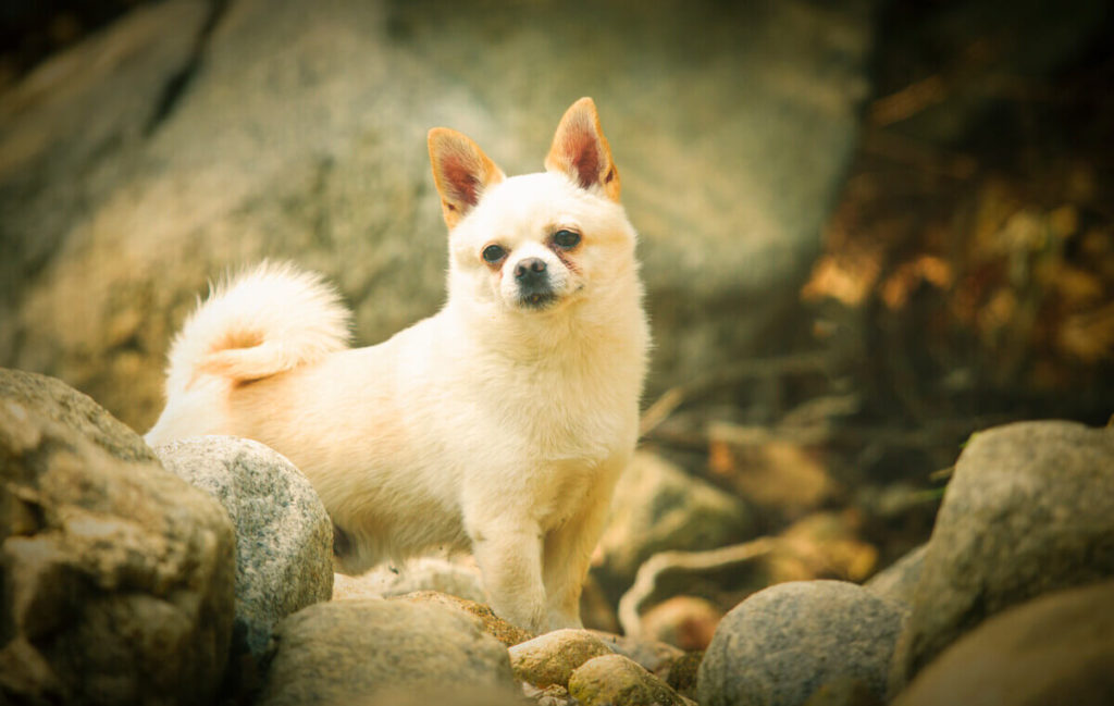 Training Chihuahua with a Bark Collar