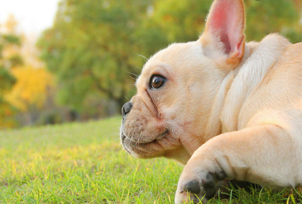 What Types of Wheels Are Best for a French Bulldog Stroller?