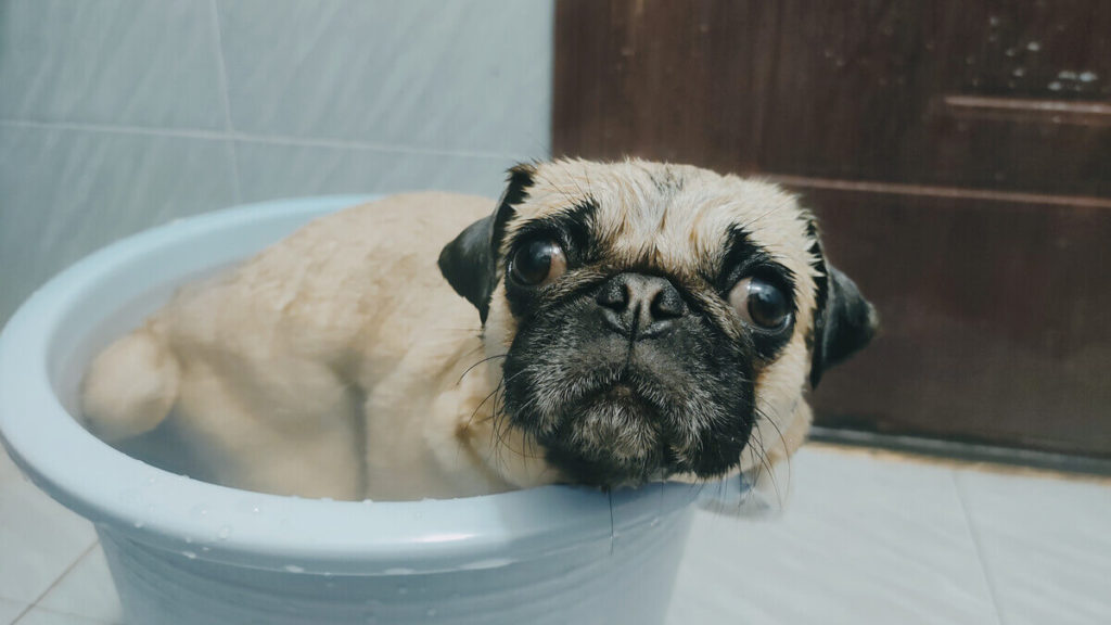 What’s The Best Way To Use A Pug Cooling Mat?