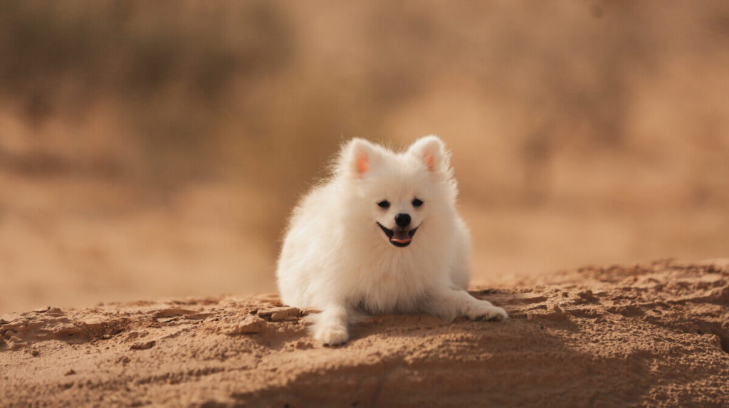 Why Clippers Are Needed For Pomeranian