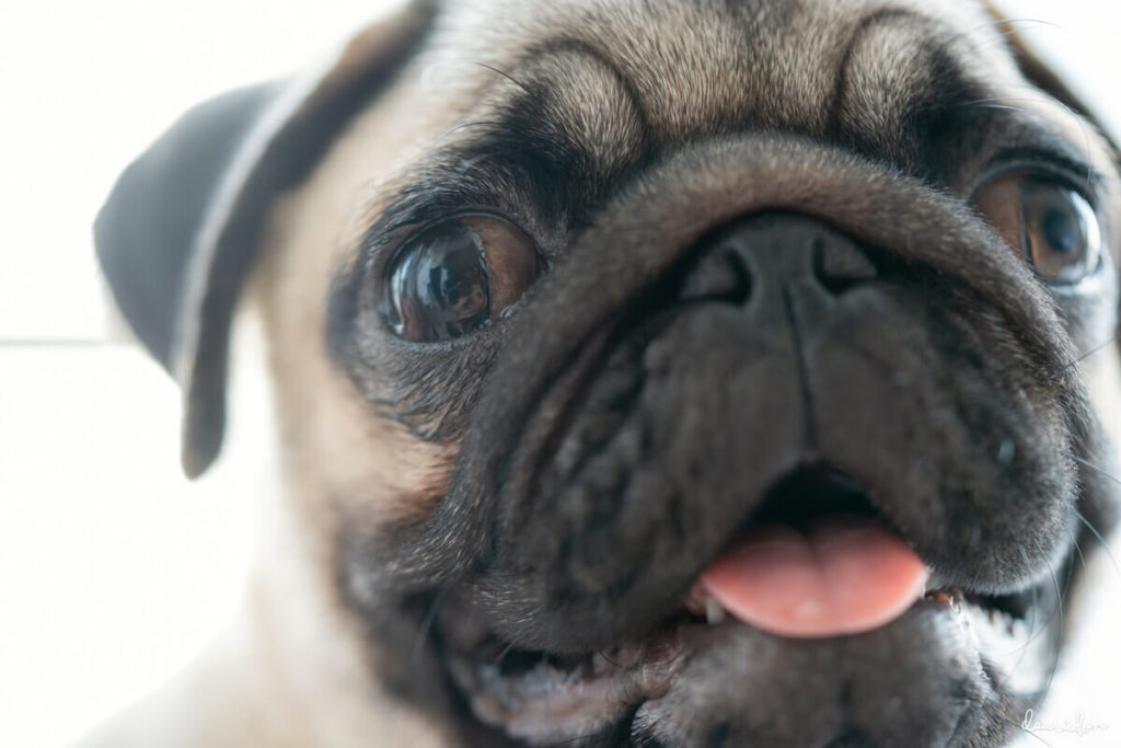 Why Do Flat Bowls Cause Issues For Pugs?