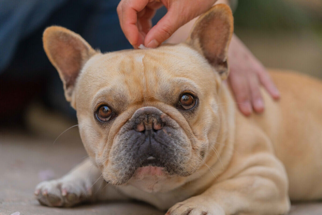 Why Would French Bulldogs Need a Dog Stroller?