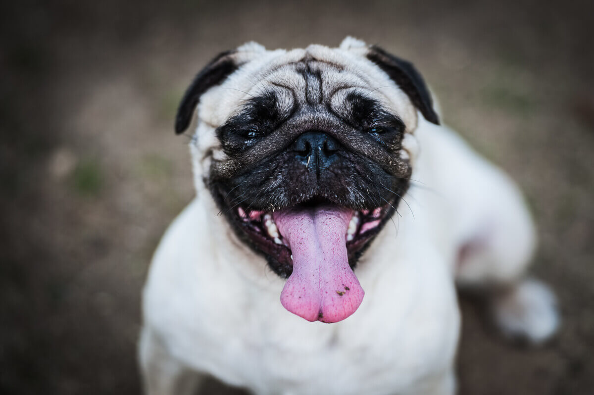 dog food bowls for pugs