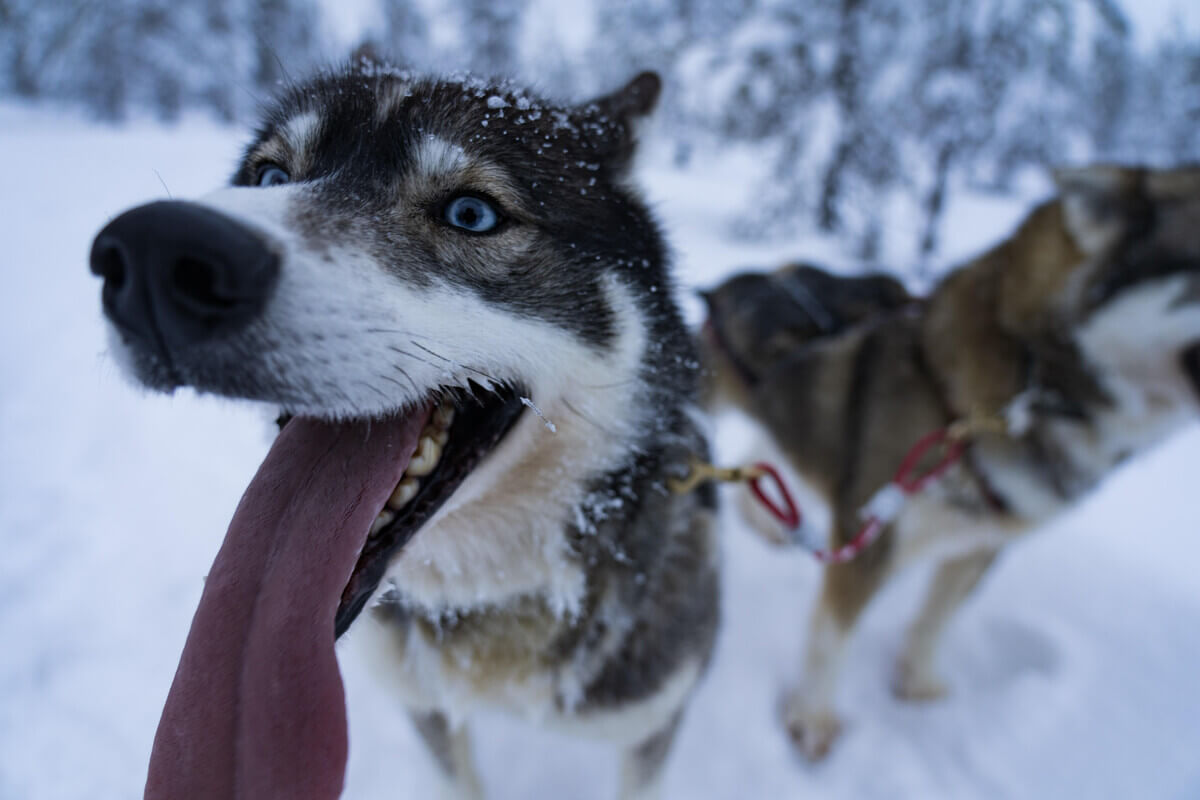 best treats for husky