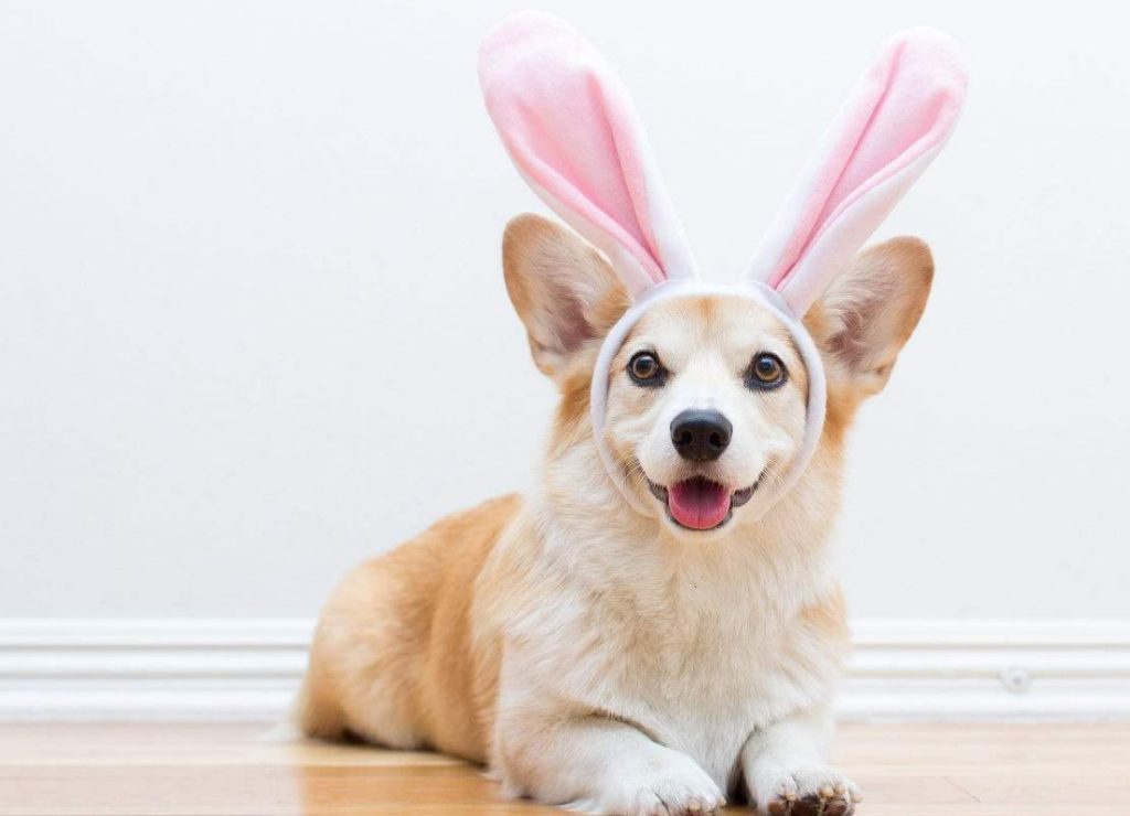 What To Look For In A Good Crate For Corgis