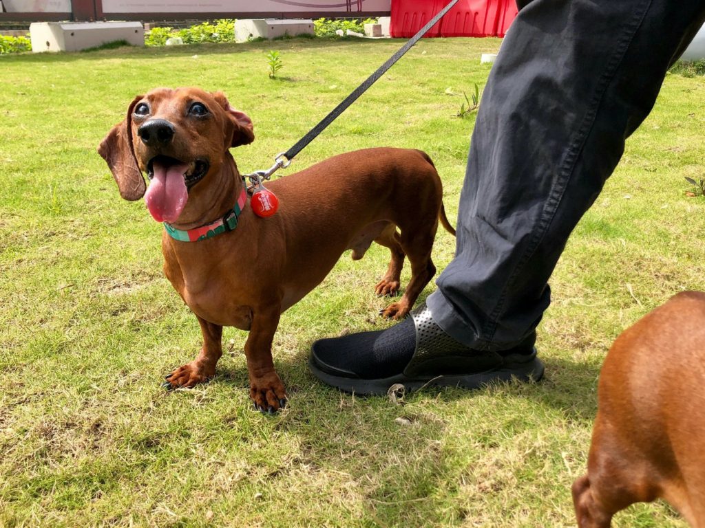 What To Look For In A Good Dog Bed For Dachshunds