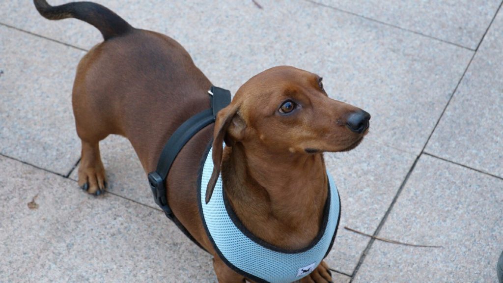 What To Look For In A Good Harness For Dachshunds