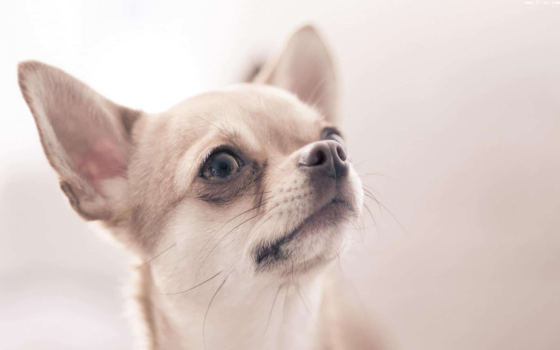 5 Best Dog Crates For Chihuahuas In 2024 SPIRE PET