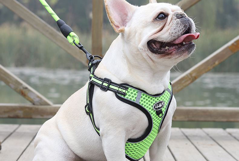 Different Types Of Dog Harnesses For French Bulldog