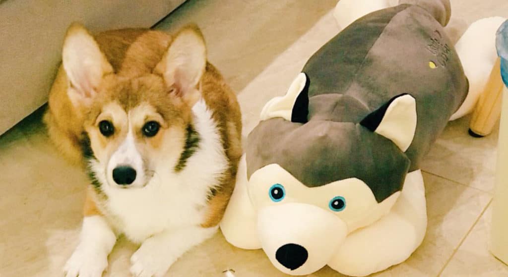 Different Types Of Dog Toys For Corgis