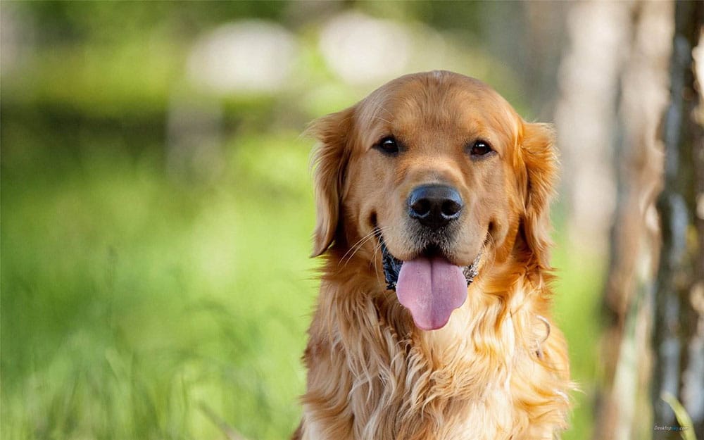 Different Types Of Popular Golden Retriever Brushes