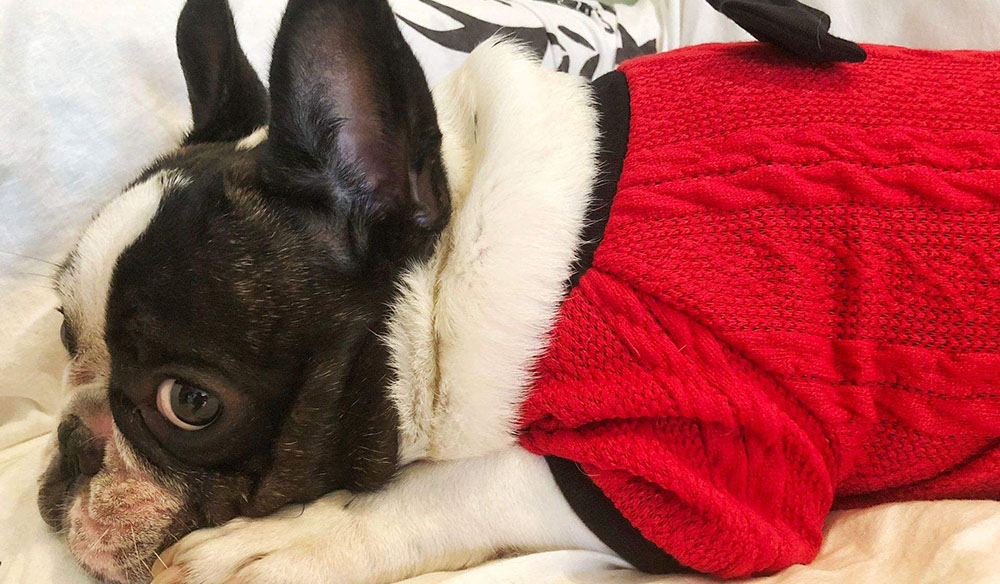 Essential Features To Consider When Buying A Sweater For Your French Bulldog