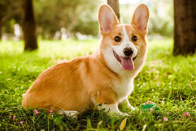 Important Features To Consider When Buying A Sweater For Corgis