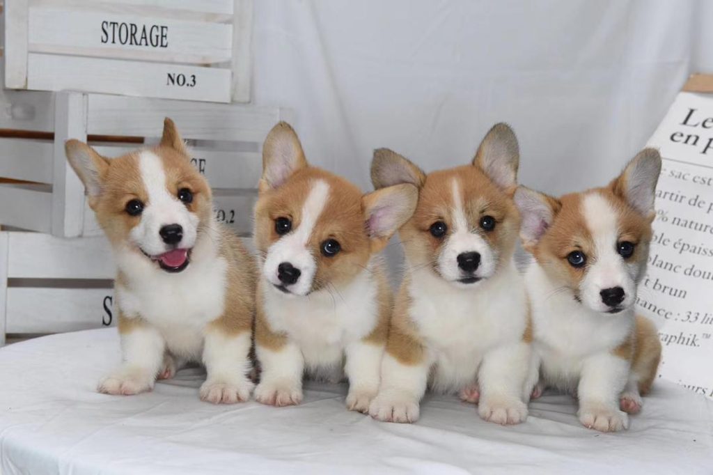 Special Dietary Considerations For Corgis