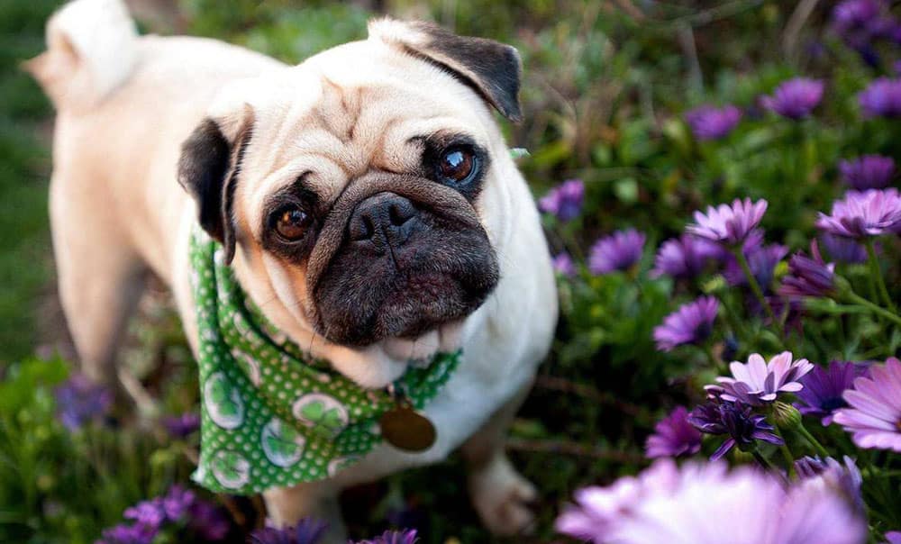 The Types Of Clippers And Blades For Pugs