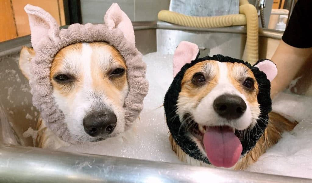 Things To Consider When Shopping For A Top-Rated Corgi Shampoo